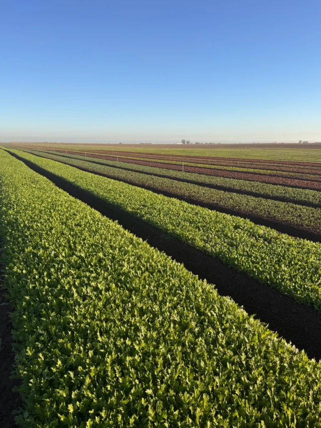 A look at our greens just before harvest. During the winter, we work with farms like this one in Yuma, AZ to grow our MIXT greens—fresh, crisp, and ready for your bowl.